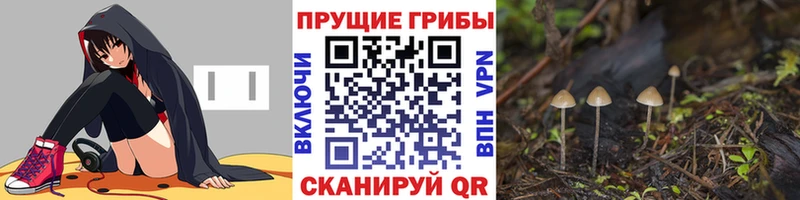 что такое shop телеграм Псилоцибиновые грибы GOLDEN TEACHER Дорогобуж